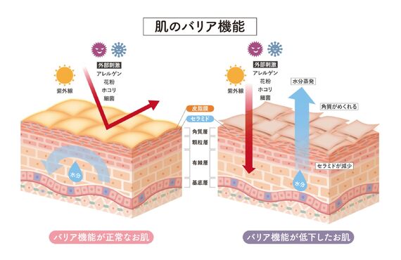 【シミが濃くなる原因は乾燥？】バリア機能の低下が招く「繰り返す肌悩み」のループを断ち切る方法【プライベートサロンCOTTON】